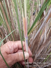Themeda avenacea