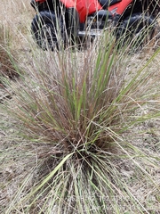 Themeda avenacea