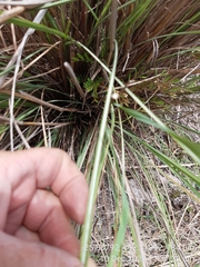 Themeda avenacea