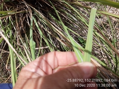 Themeda avenacea