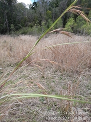 Themeda avenacea