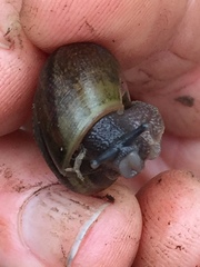 Helminthoglypta contracostae