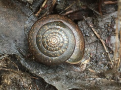 Helminthoglypta contracostae