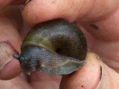 Helminthoglypta contracostae