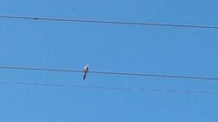 Streptopelia chinensis