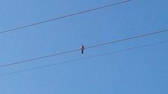 Streptopelia chinensis