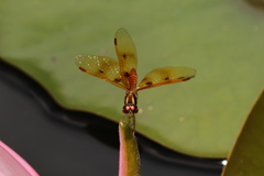 Perithemis lais