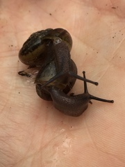 Helminthoglypta contracostae