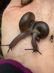 Helminthoglypta contracostae