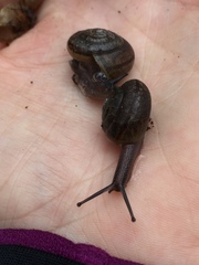 Helminthoglypta contracostae