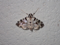 Conchylodes salamisalis