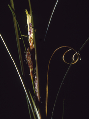 Carex cirrhosa