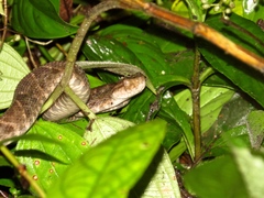 Bothrops asper