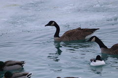 Branta canadensis