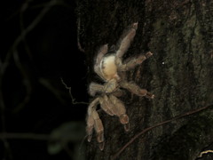 Psalmopoeus pulcher
