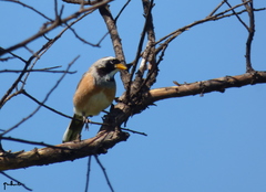 Saltatricula multicolor