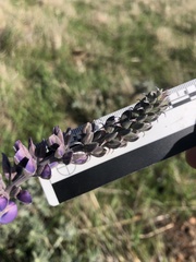 Lupinus albifrons collinus