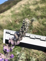 Lupinus albifrons collinus