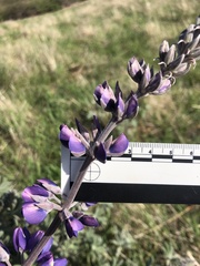 Lupinus albifrons collinus