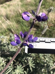 Lupinus albifrons collinus