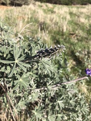 Lupinus albifrons collinus