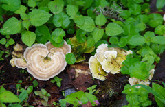 Trametes menziesii