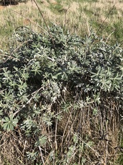Lupinus albifrons collinus