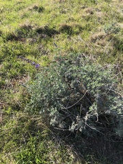 Lupinus albifrons collinus