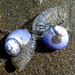 Violet Sea Snail - Photo no rights reserved, uploaded by Peter de Lange