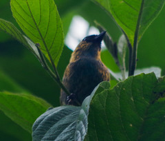 Tangara labradorides