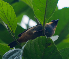 Tangara labradorides