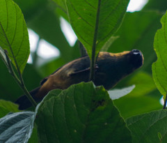 Tangara labradorides