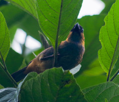 Tangara labradorides