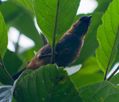 Tangara labradorides