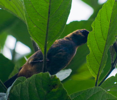 Tangara labradorides
