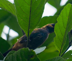 Tangara labradorides