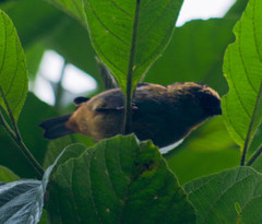 Tangara labradorides