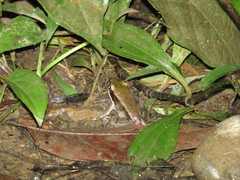 Lithobates vaillanti