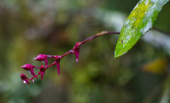 Comparettia falcata