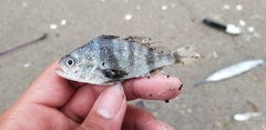 Larimus fasciatus