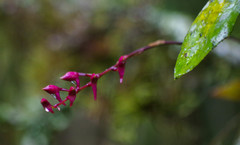 Comparettia falcata