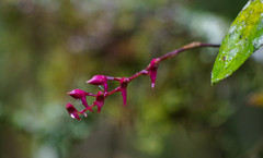 Comparettia falcata