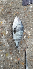 Larimus fasciatus