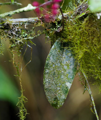 Comparettia falcata