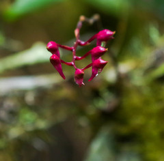 Comparettia falcata