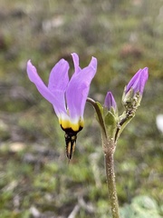Primula clevelandii gracilis