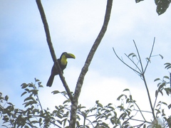 Ramphastos brevis