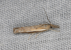 Ptochostola microphaeellus