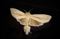Ichneutica semivittata