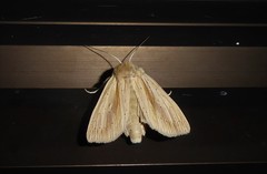 Ichneutica semivittata